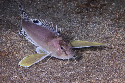 Apistus carinatus 棱鬚蓑鮋
