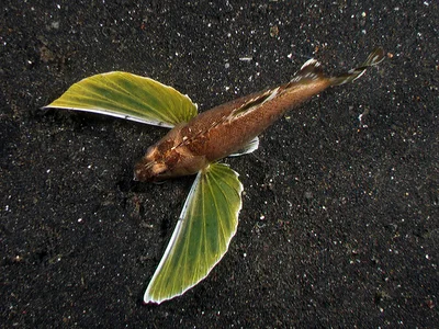 apistus_carinatus