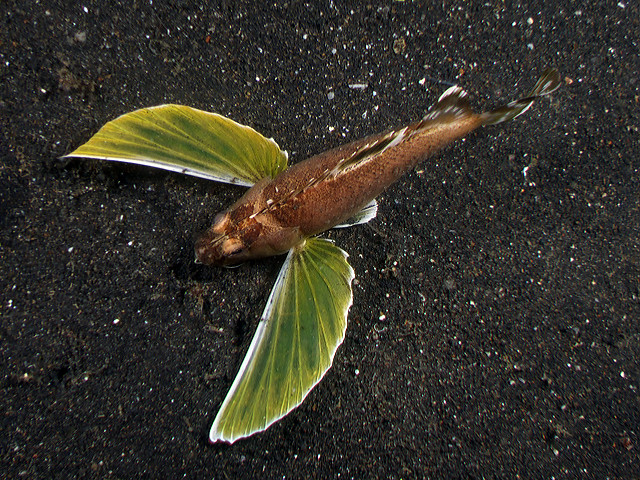 apistus_carinatus
