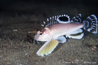 Ocellated Waspfish