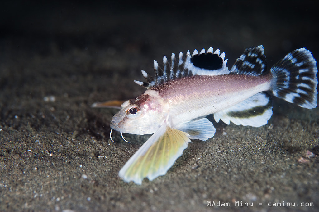 Ocellated Waspfish