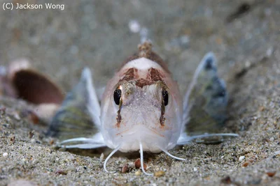 Ocellated Waspfish (Apistus carinatus)