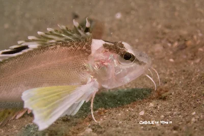 Ocellated Waspfish yellowfin