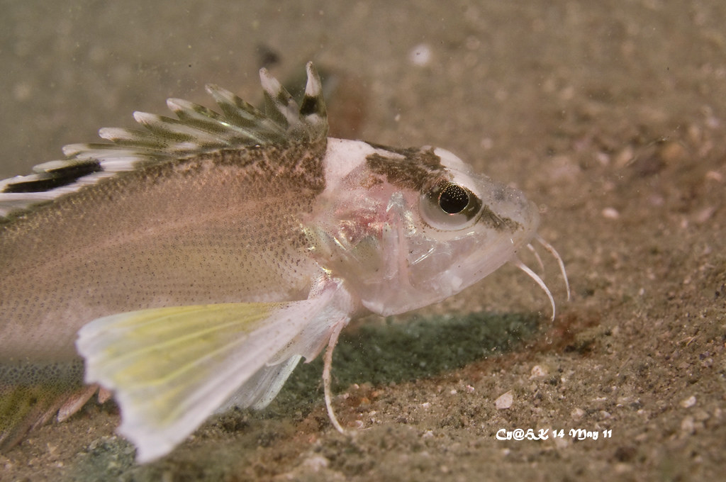 Ocellated Waspfish yellowfin