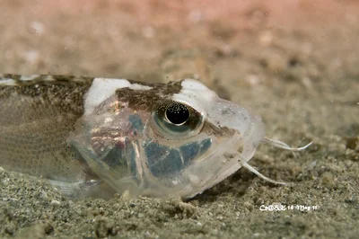 Ocellated Waspfish Close-up