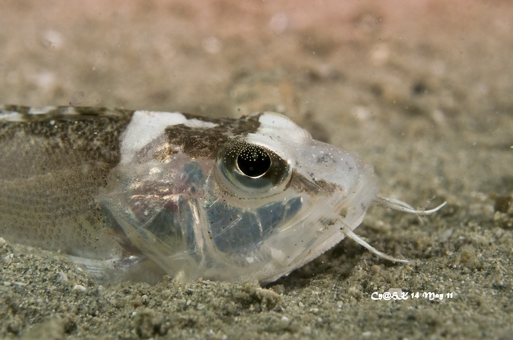 Ocellated Waspfish Close-up