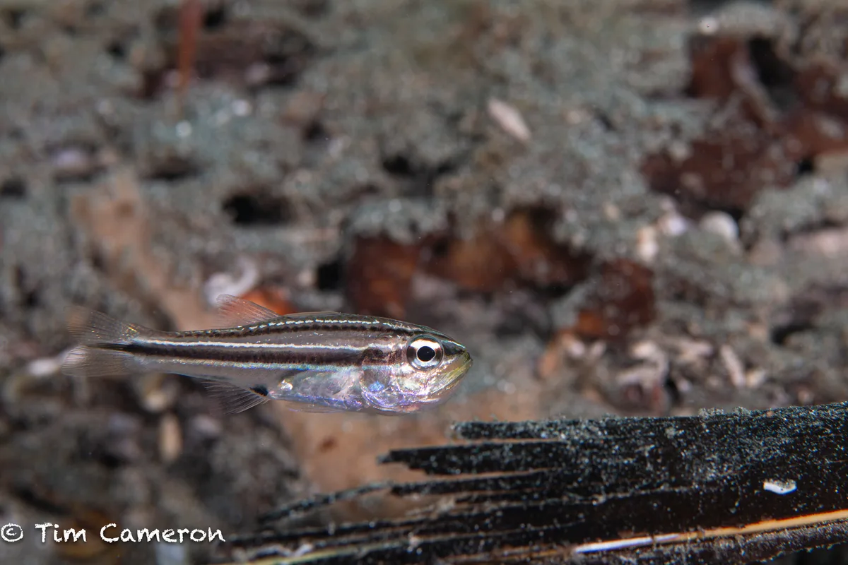 Ostorhinchus bryx - Malitbog, Southern Leyte, Philippines
