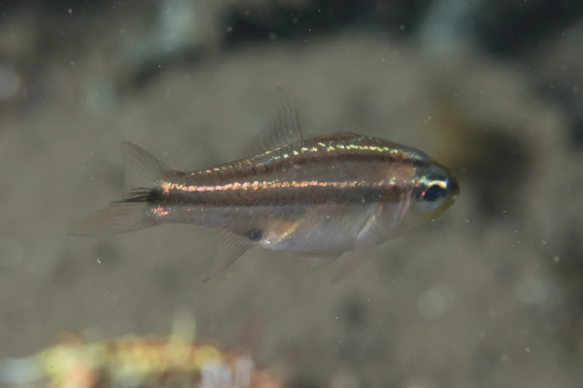 Ostorhinchus bryx - Karang Asem, Bali, Indonesia