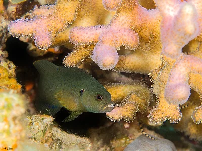 Olive Dottyback