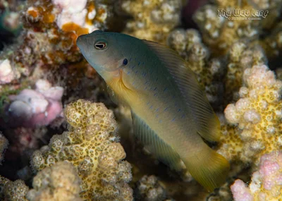 Pseudochromis olivaceus - Wadi El-Gemal - Hamata