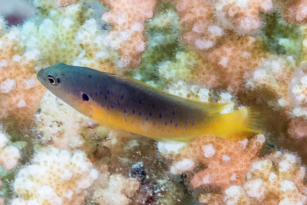 Pseudochromis olivaceus - Safaja, Al Bahr al Ahmar, Egypt