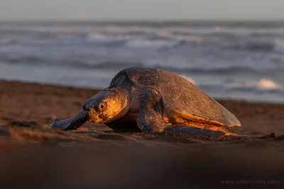 Lepidochelys olivacea
