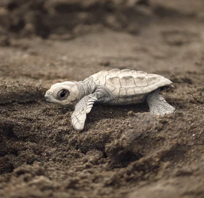 Lepidochelys olivacea