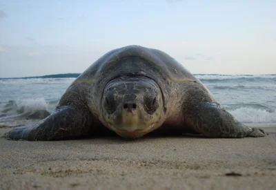 Lepidochelys olivacea..