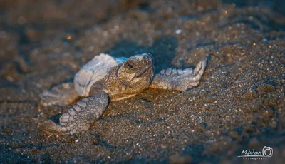 Lepidochelys olivacea