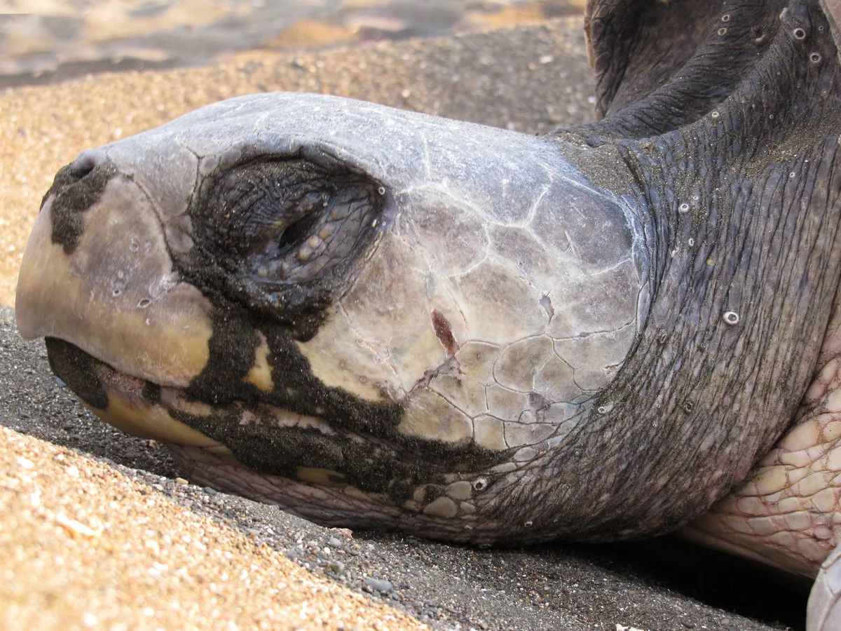 Lepidochelys olivacea