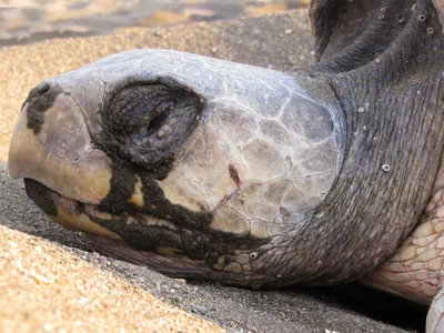 Lepidochelys olivacea