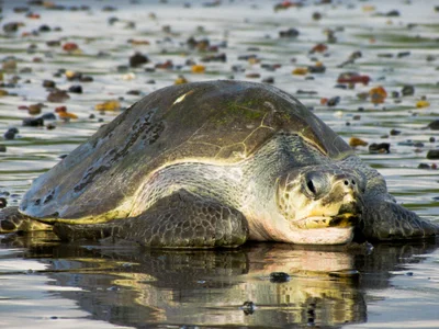 Lepidochelys olivacea