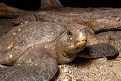 Lepidochelys olivacea