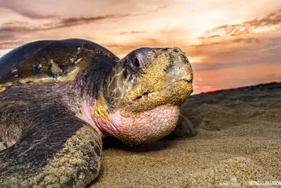 Tortuga Golfina (Lepidochelys olivacea)