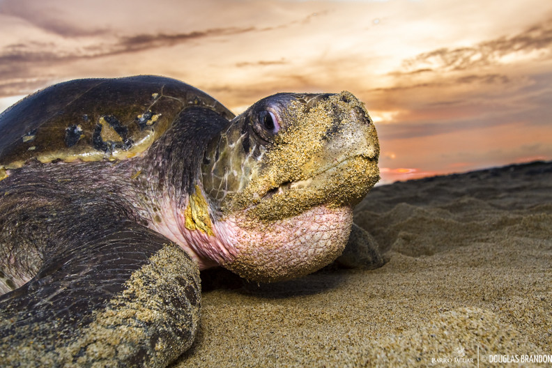 Tortuga Golfina (Lepidochelys olivacea)