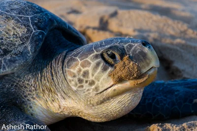 Olive ridley