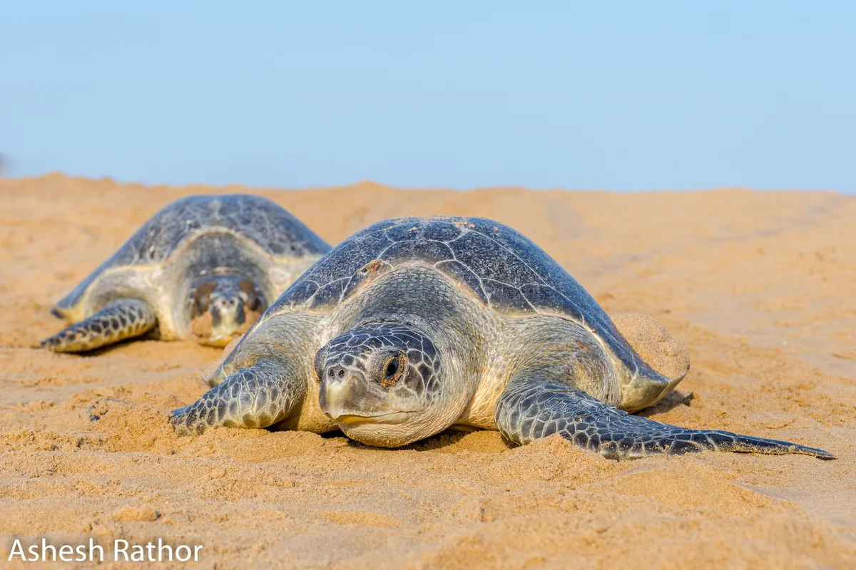 Olive ridley