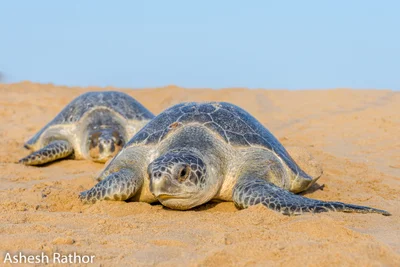 Olive ridley