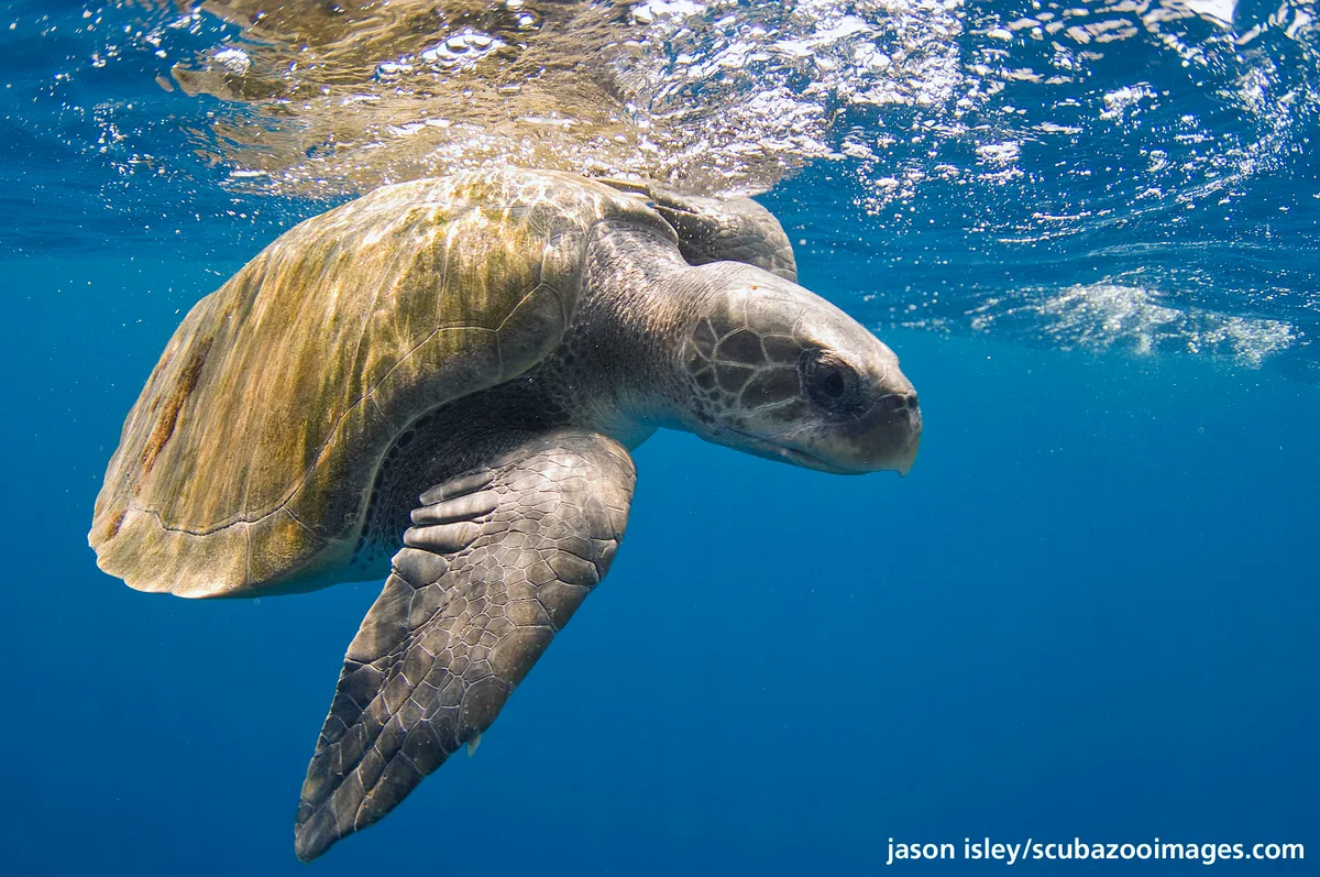 olive ridley sea turtle (Lepidochelys olivacea)