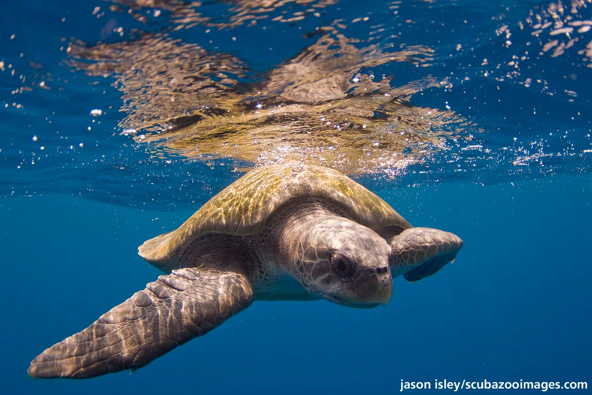 olive ridley sea turtle (Lepidochelys olivacea)