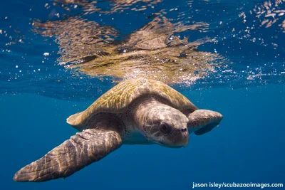 olive ridley sea turtle (Lepidochelys olivacea)