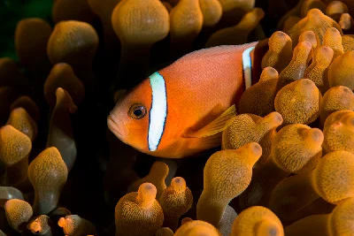 Oman Anemonfish