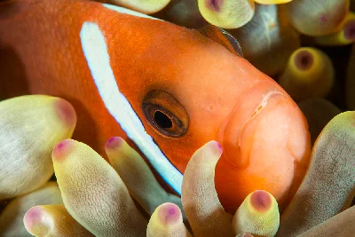 Oman Anemonfish