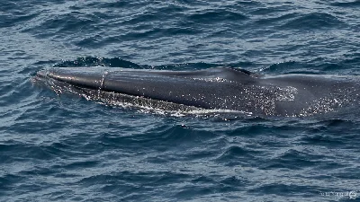 Omura's Whale