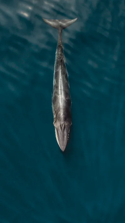 Omura's Whale