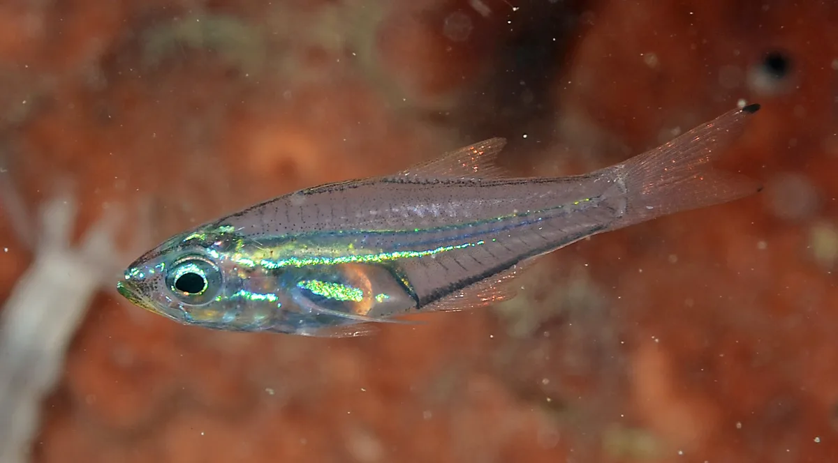 Rhabdamia spilota 12 1894