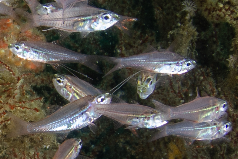 Rhabdamia spilota - Pelican Head, South Rinca Island, East Sumba Regency, East Nusa Tenggara, Indonesia