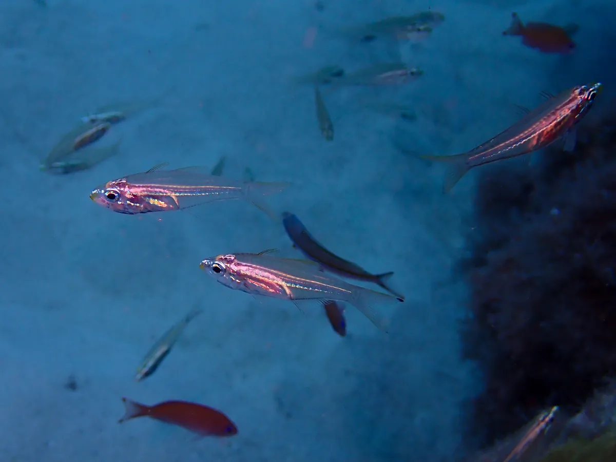 Rhabdamia spilota - Kagoshima, JP