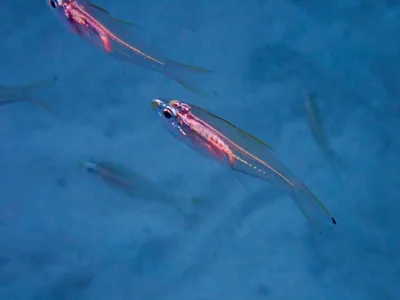 Rhabdamia spilota - Kagoshima, JP