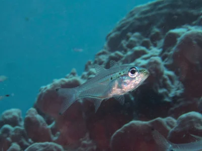 Rhabdamia spilota - Bazar Tete, TP-LQ, TL