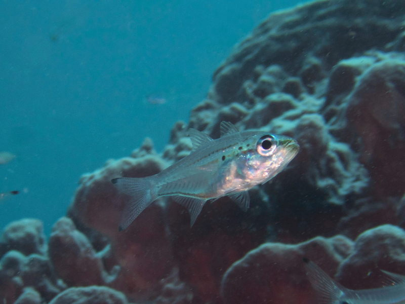 Rhabdamia spilota - Bazar Tete, TP-LQ, TL