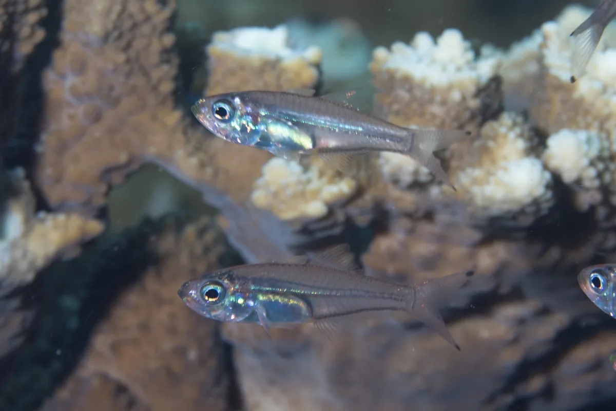 Rhabdamia spilota - Raja Ampat, Irian Jaya Barat, Indonesia