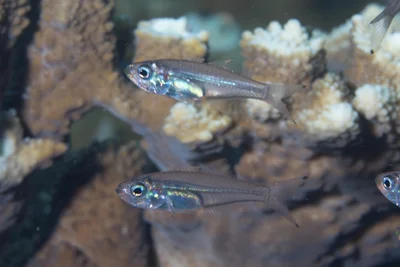 Rhabdamia spilota - Raja Ampat, Irian Jaya Barat, Indonesia