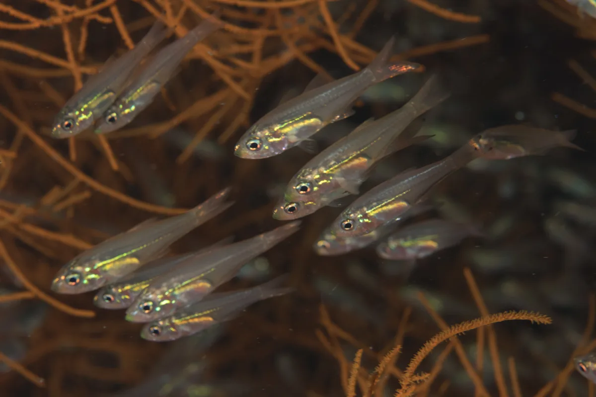 Rhabdamia spilota - Raja Ampat, Irian Jaya Barat, Indonesia