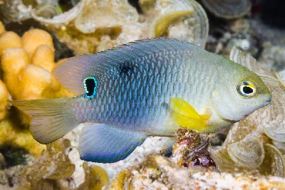 Onespot Damselfish