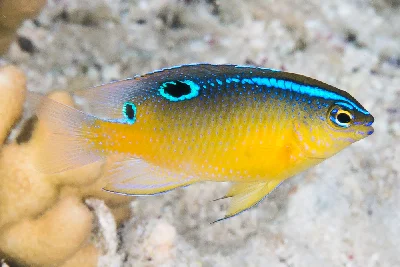 Onespot Damselfish - juvenile