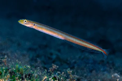 Onespot Wormfish