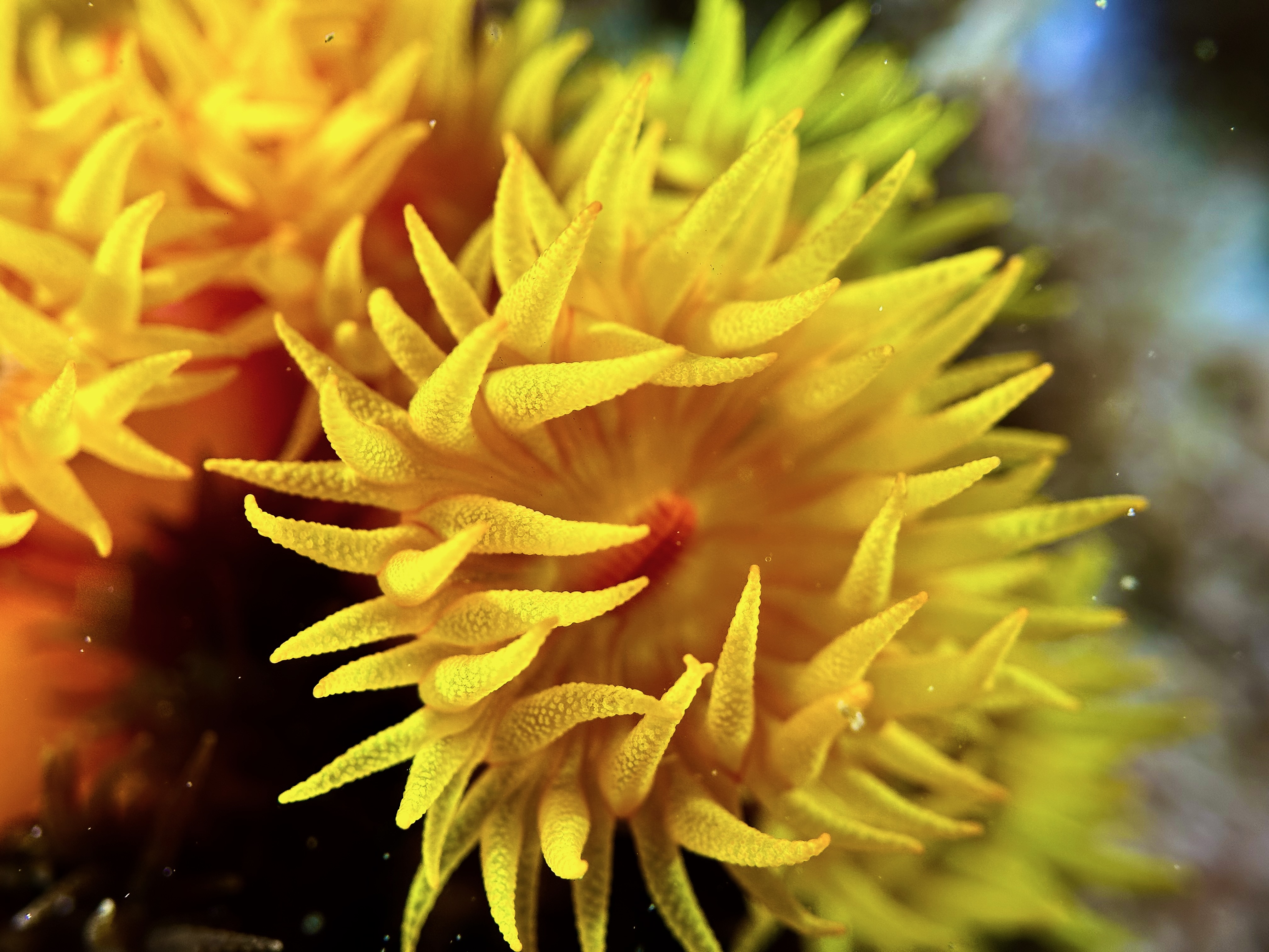 Orange Cup Coral