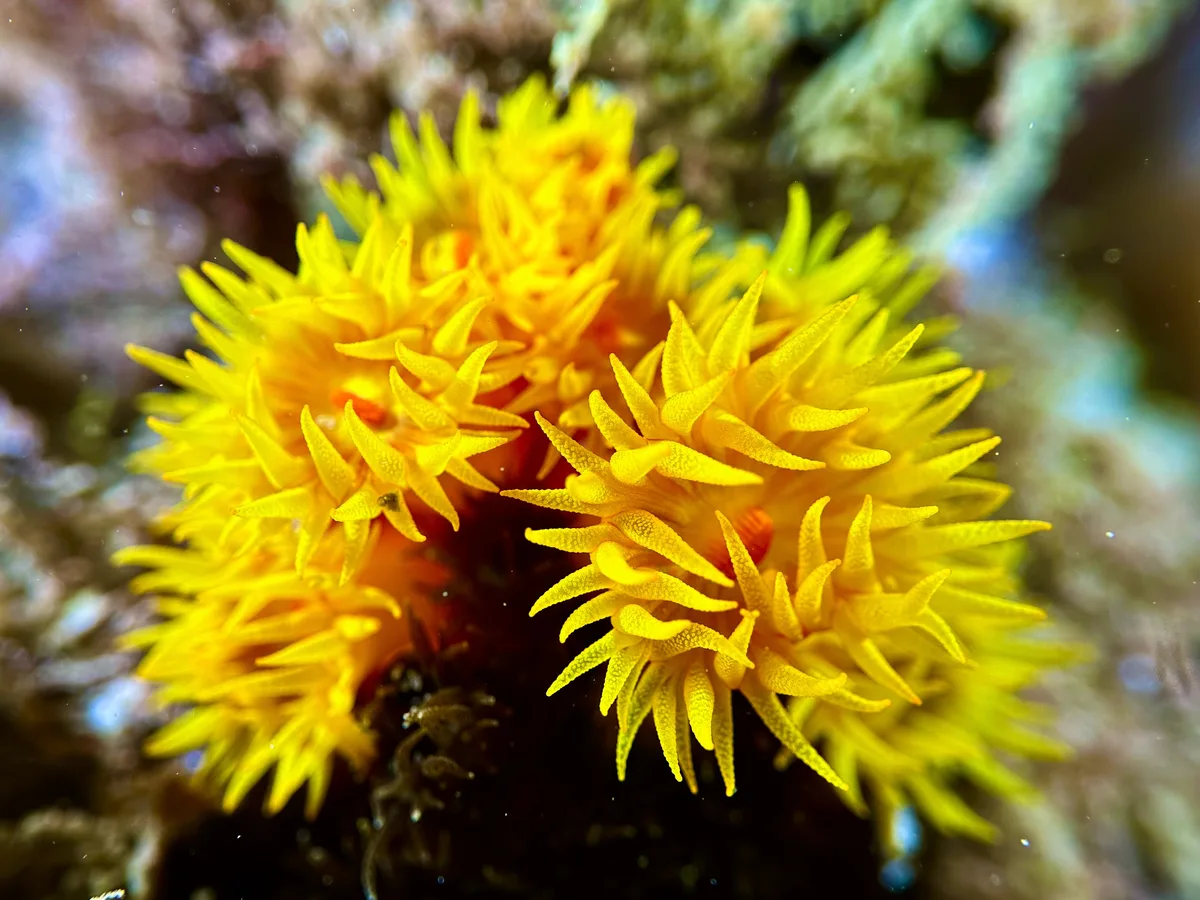 Orange Cup Coral