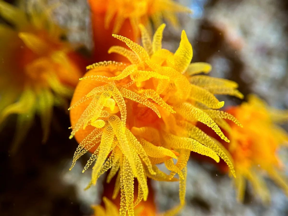 Orange Cup Coral